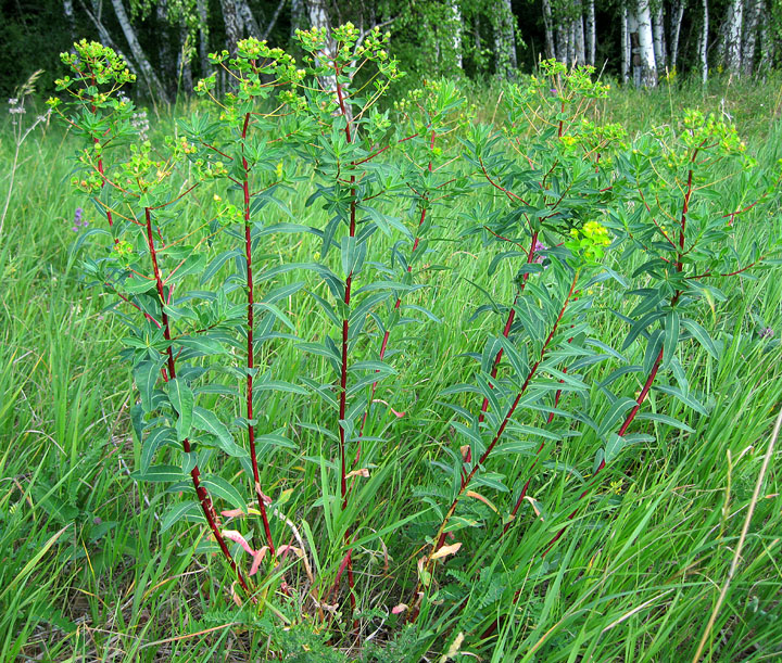 Image of Euphorbia semivillosa specimen.