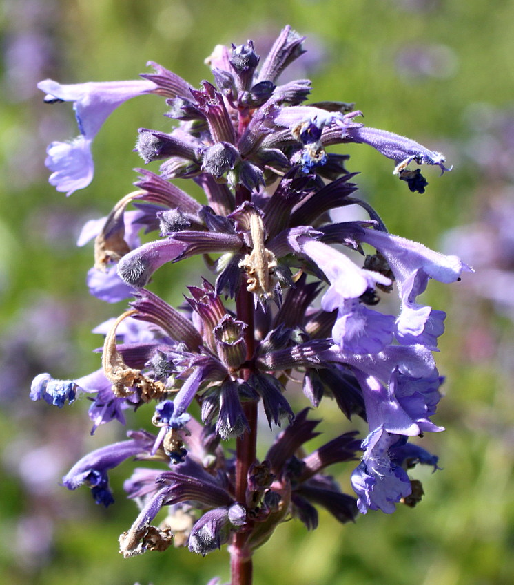 Изображение особи Nepeta grandiflora.