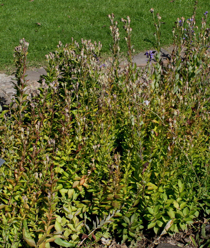 Image of Platycodon grandiflorus specimen.