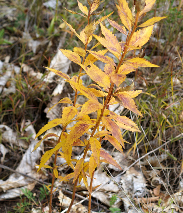 Image of Platycodon grandiflorus specimen.