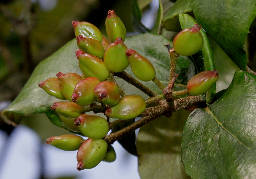 Image of Viburnum &times; burkwoodii specimen.