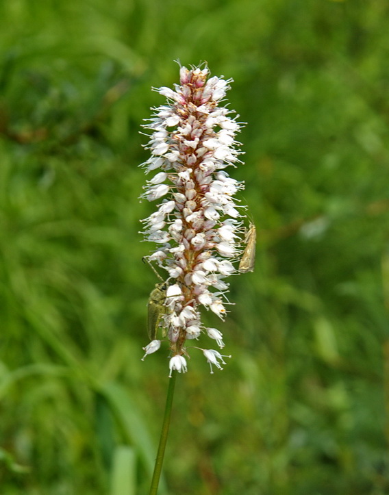 Изображение особи Bistorta officinalis.