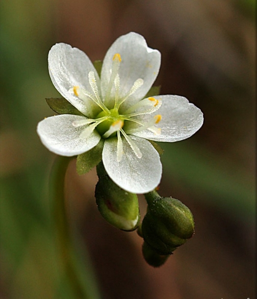 Изображение особи Drosera anglica.