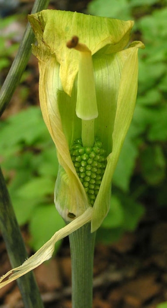 Image of Arisaema peninsulae specimen.