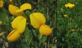 Lotus corniculatus. Соцветие и верхушка цветущего растения. Нидерланды, провинция Гронинген, национальный парк Lauwersmeer. Июнь 2006 г.