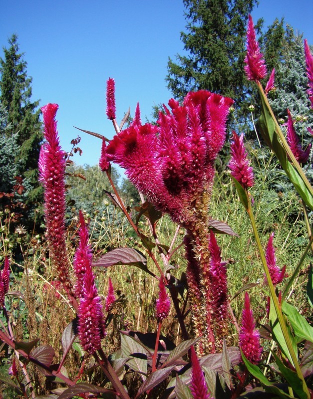 Изображение особи Celosia argentea.