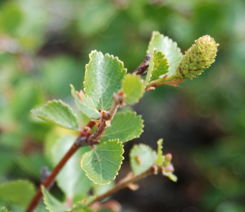 Image of Betula rotundifolia specimen.