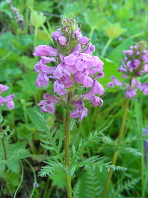 Image of Pedicularis macrochila specimen.