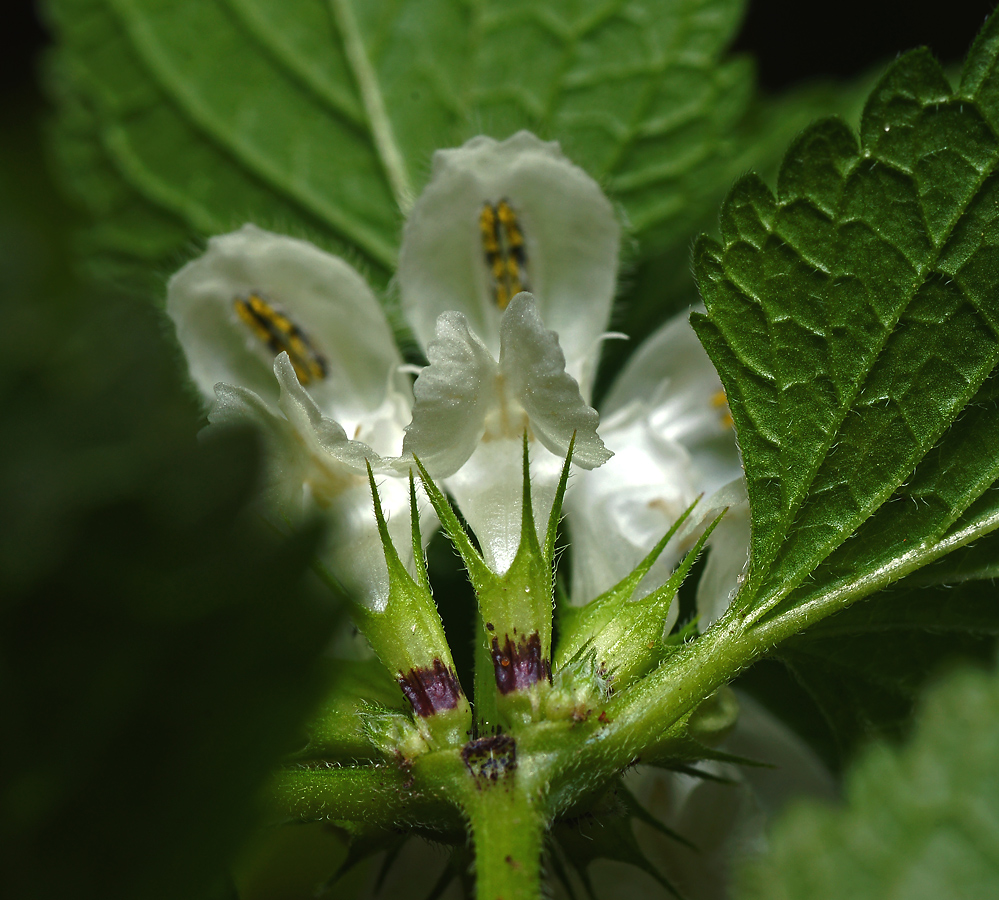 Image of Lamium album specimen.