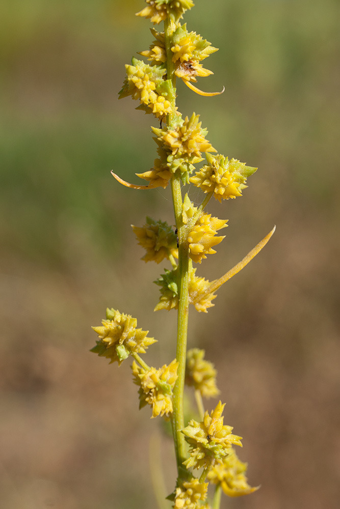 Image of Atriplex littoralis specimen.