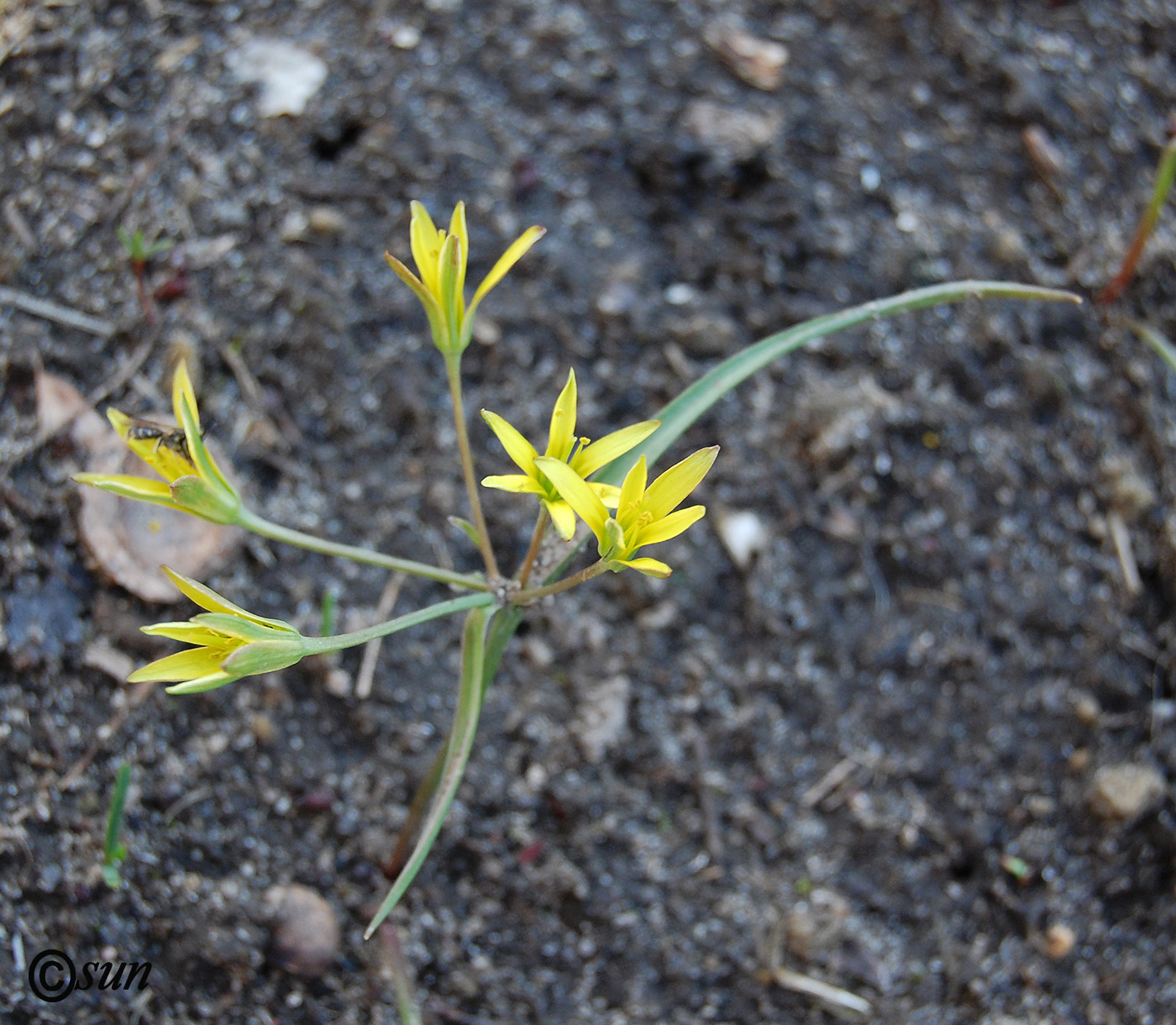 Image of genus Gagea specimen.