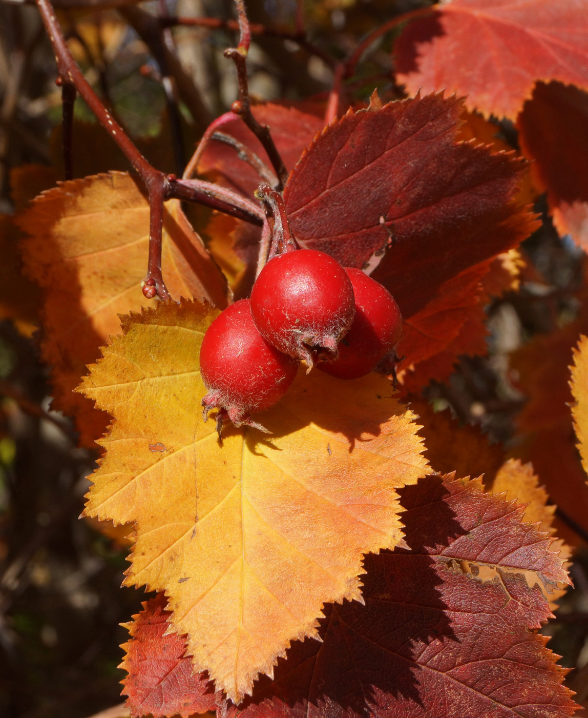 Image of Crataegus mollis specimen.