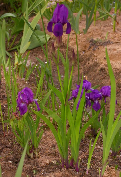 Изображение особи Iris aphylla.