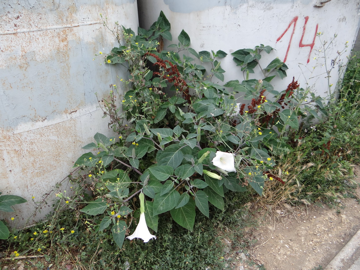 Image of Datura innoxia specimen.