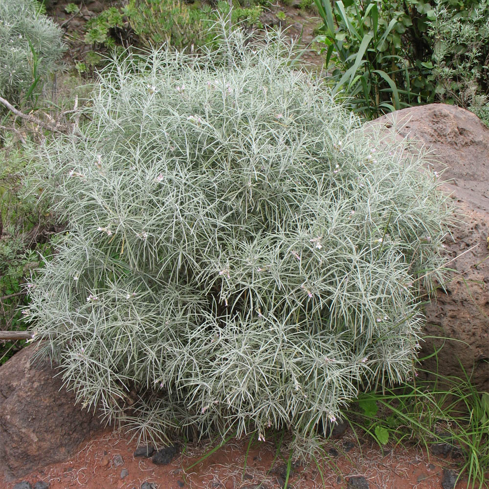 Image of Parolinia platypetala specimen.