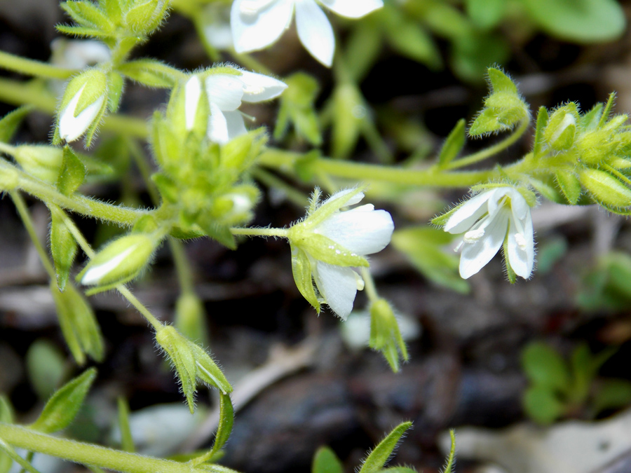 Image of Veronica umbrosa specimen.