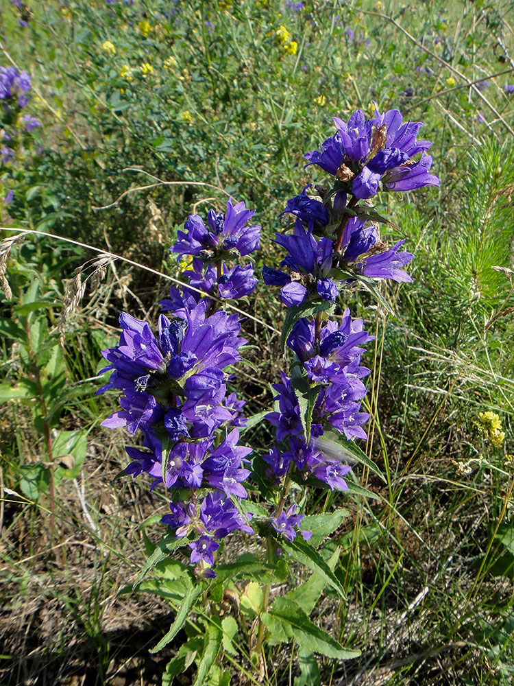 Image of Campanula glomerata specimen.