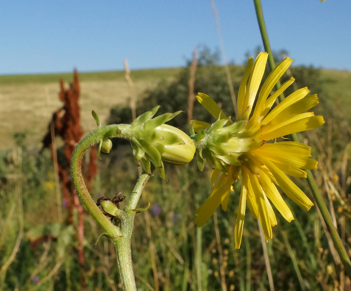 Изображение особи Crepis sibirica.