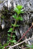 Galium mollugo