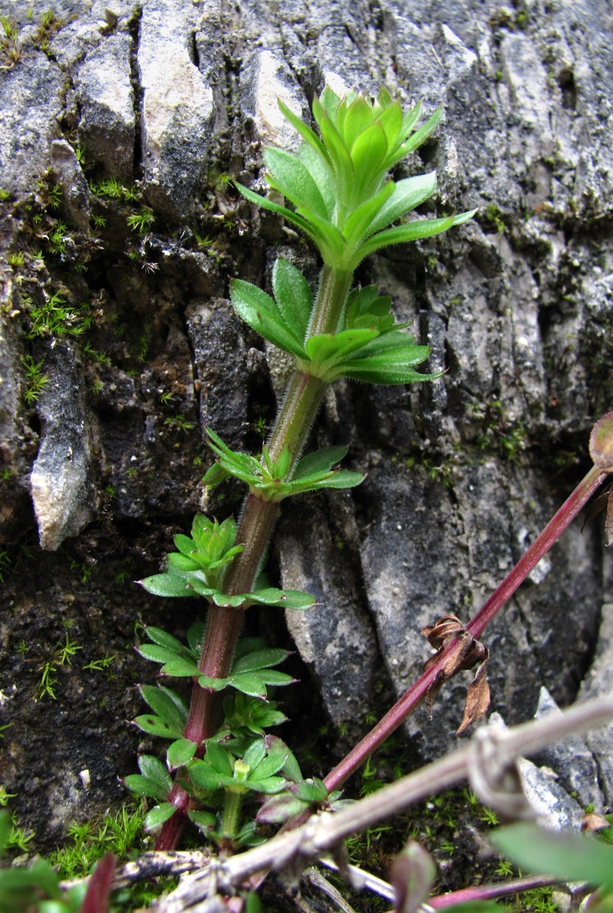 Изображение особи Galium mollugo.