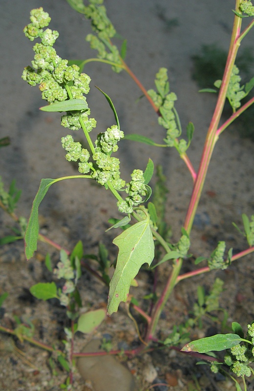 Изображение особи Chenopodium ficifolium.