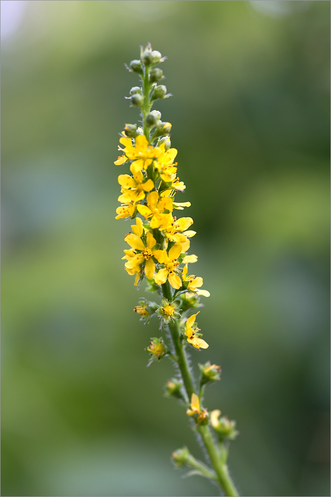 Изображение особи Agrimonia pilosa.