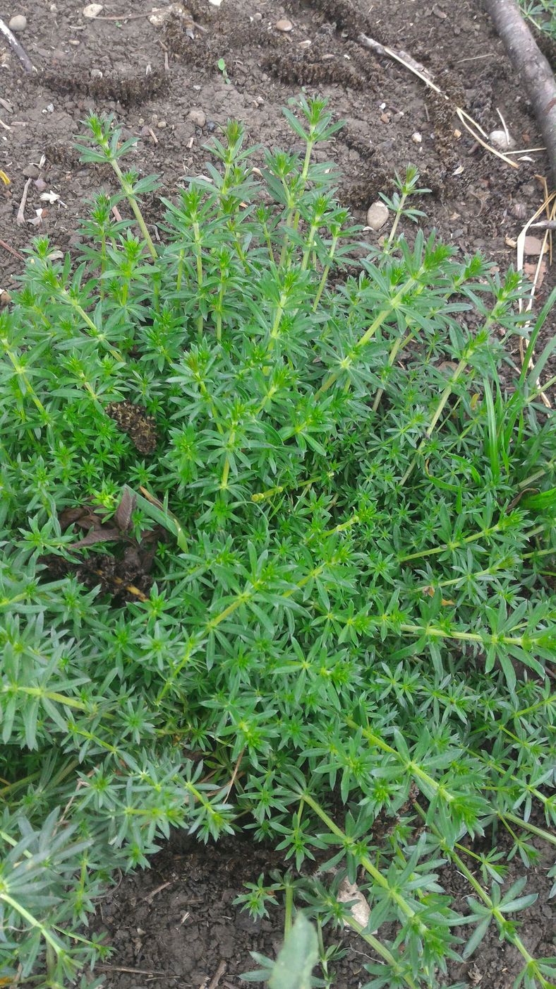 Изображение особи род Galium.