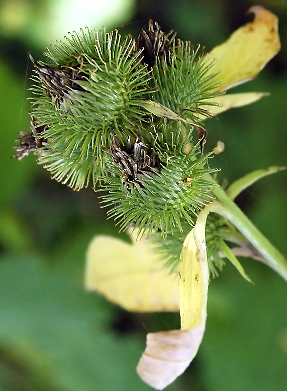 Image of Arctium minus specimen.