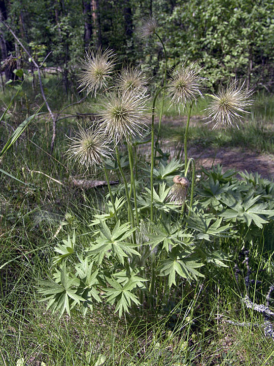 Изображение особи Pulsatilla patens.