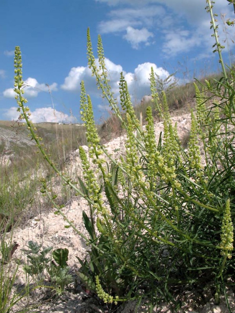 Image of Reseda lutea specimen.