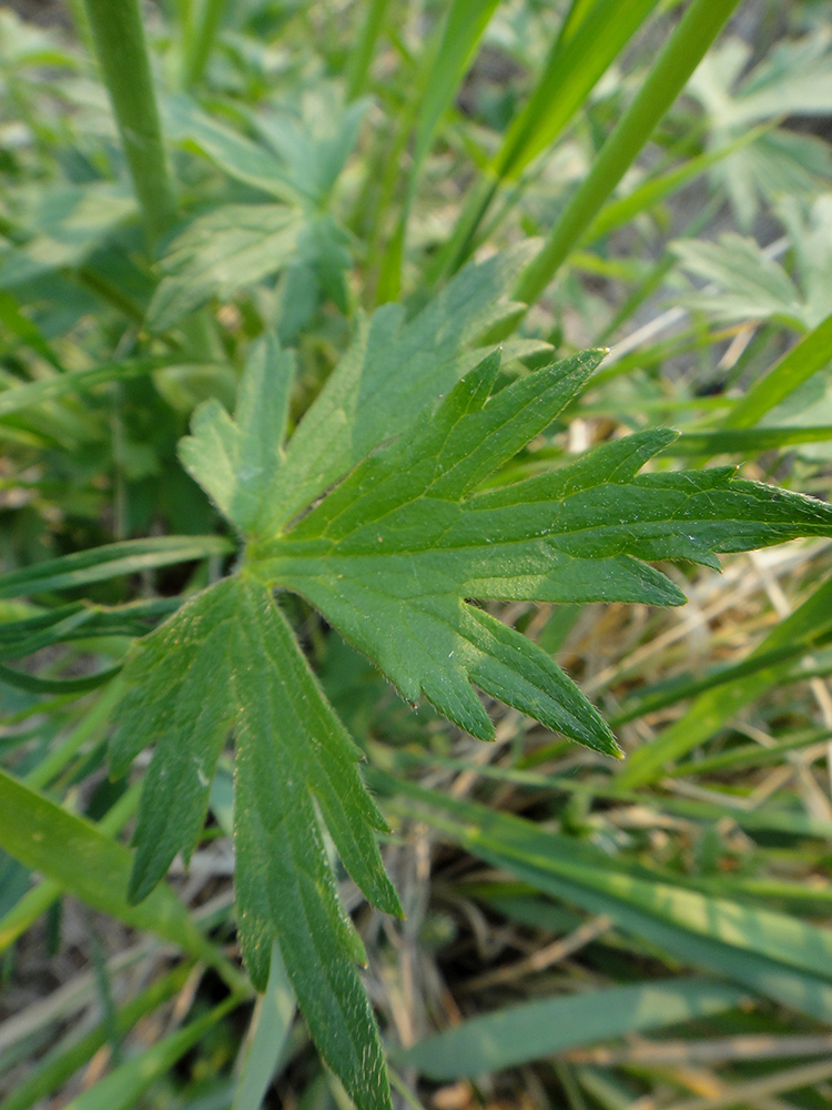 Image of genus Ranunculus specimen.