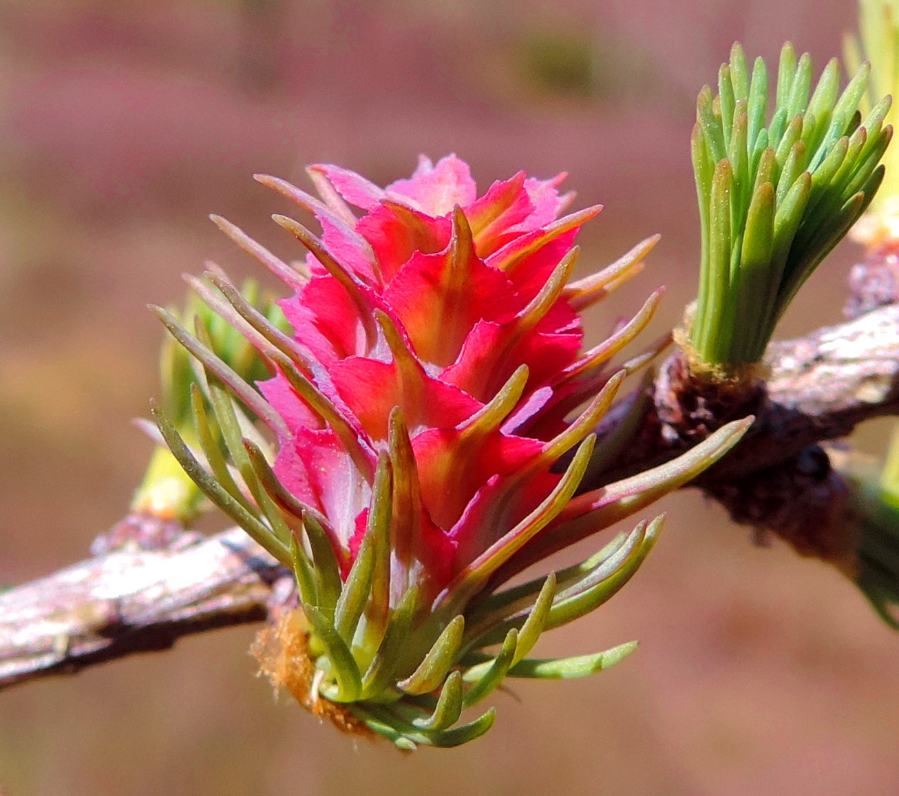 Image of Larix sukaczewii specimen.