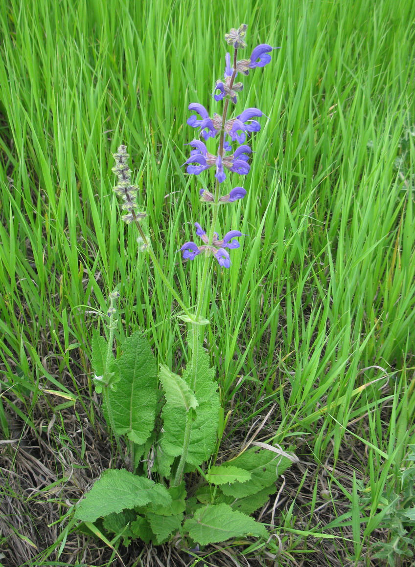 Image of Salvia pratensis specimen.