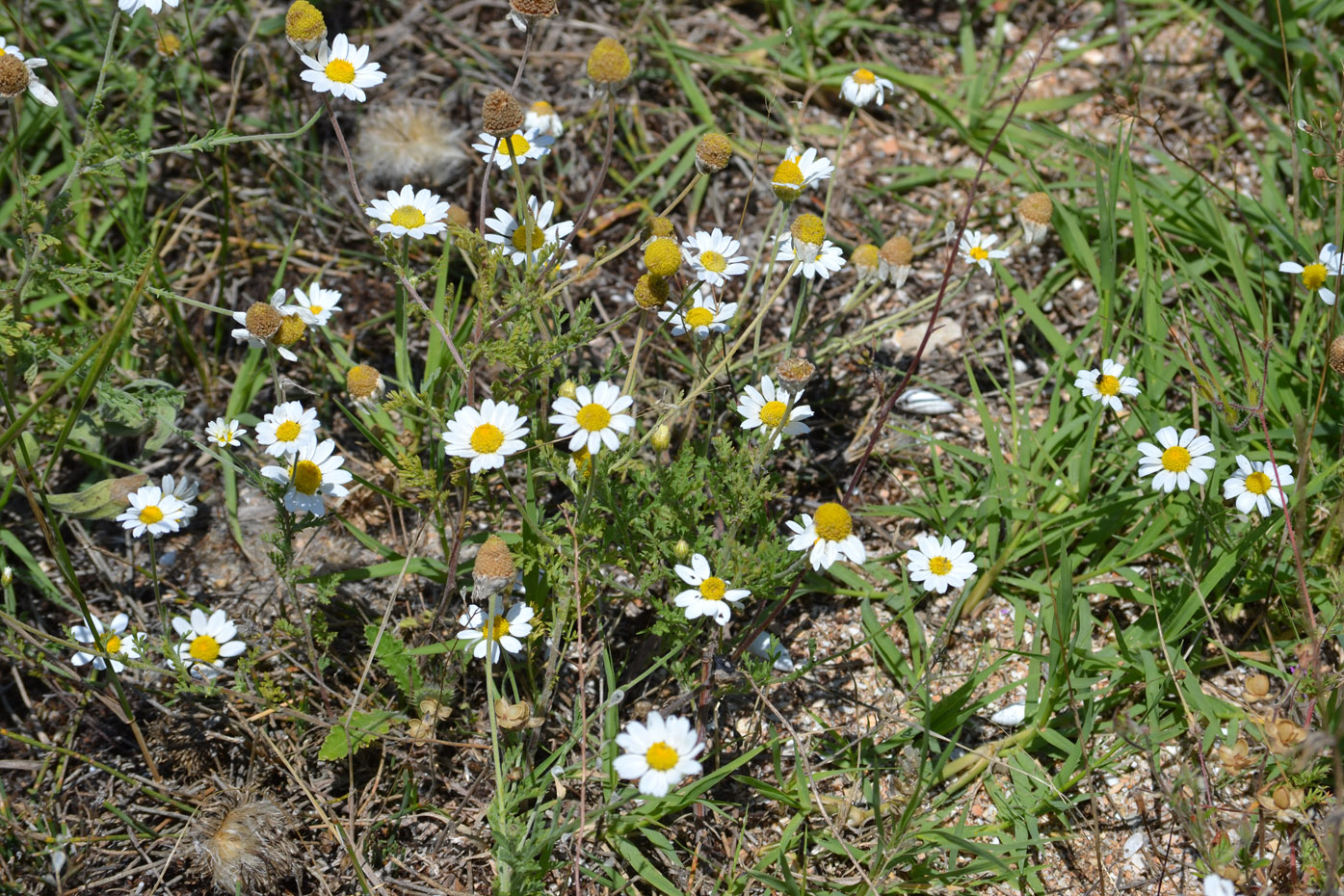 Изображение особи Anthemis ruthenica.