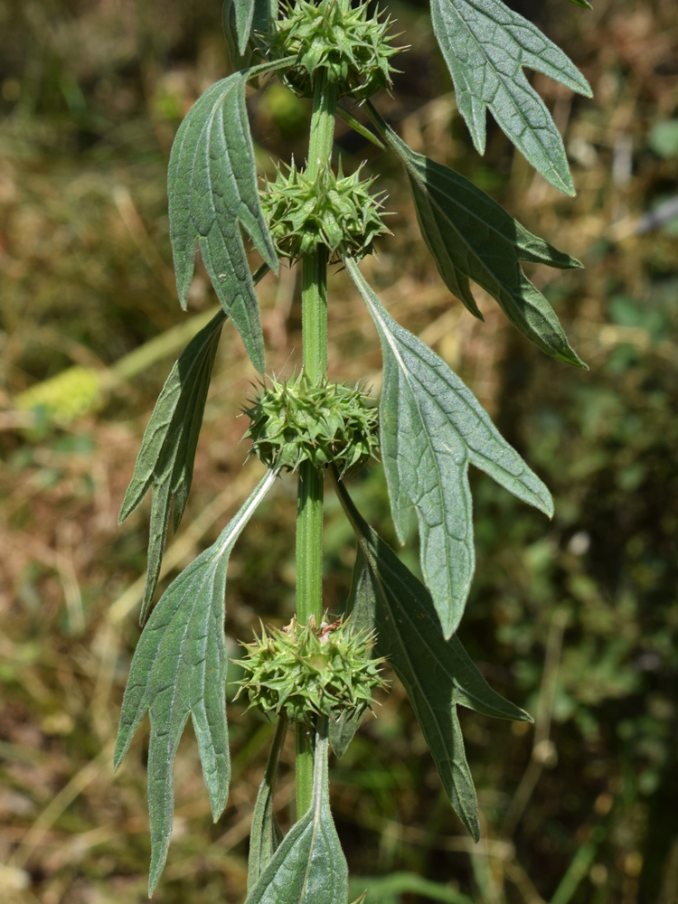 Image of Leonurus turkestanicus specimen.