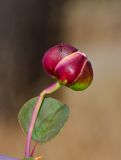 Capparis zoharyi