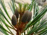 Pinus koraiensis. Верхушка побега с молодыми шишками. Приморье, Партизанский р-н, на скалах морского побережья. 10.07.2016.