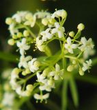 Galium mollugo. Верхушка соцветия с цветками и бутонами. Санкт-Петербург, окр. Шуваловского карьера. 11.07.2009.