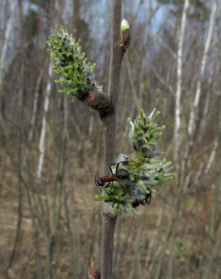 Изображение особи Salix cinerea.