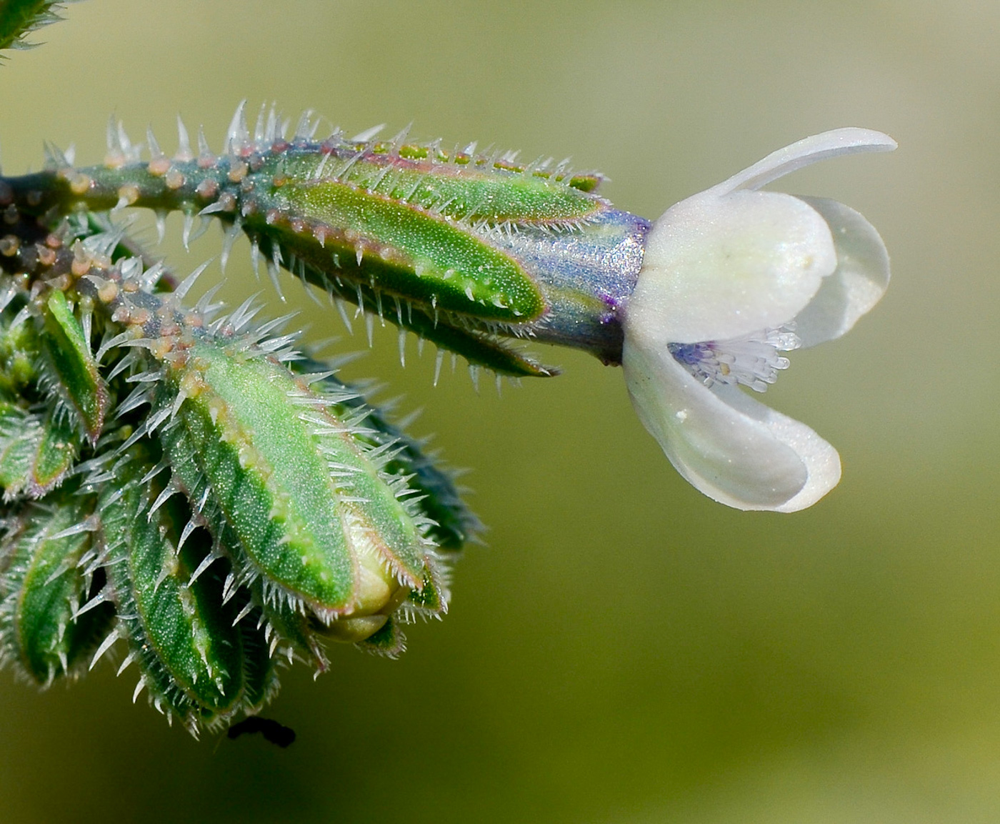 Image of Anchusa strigosa specimen.