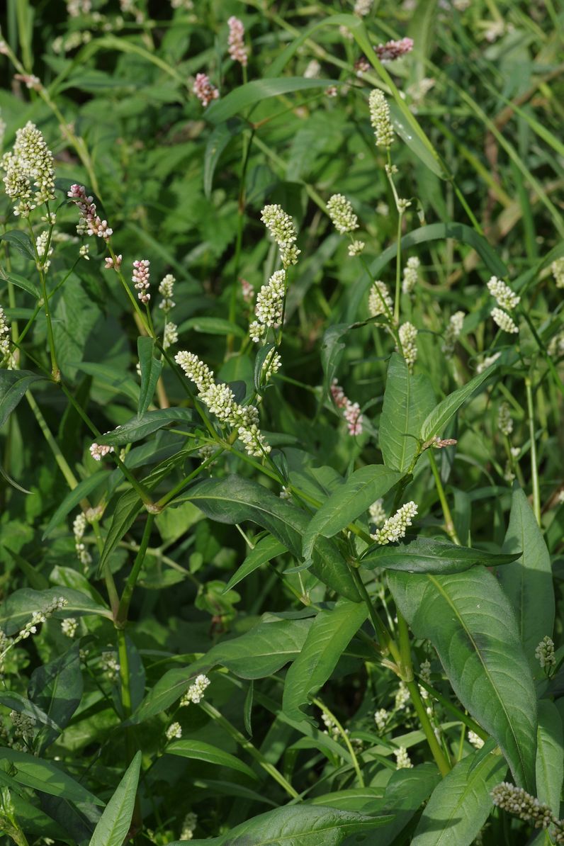 Image of Persicaria maculosa specimen.