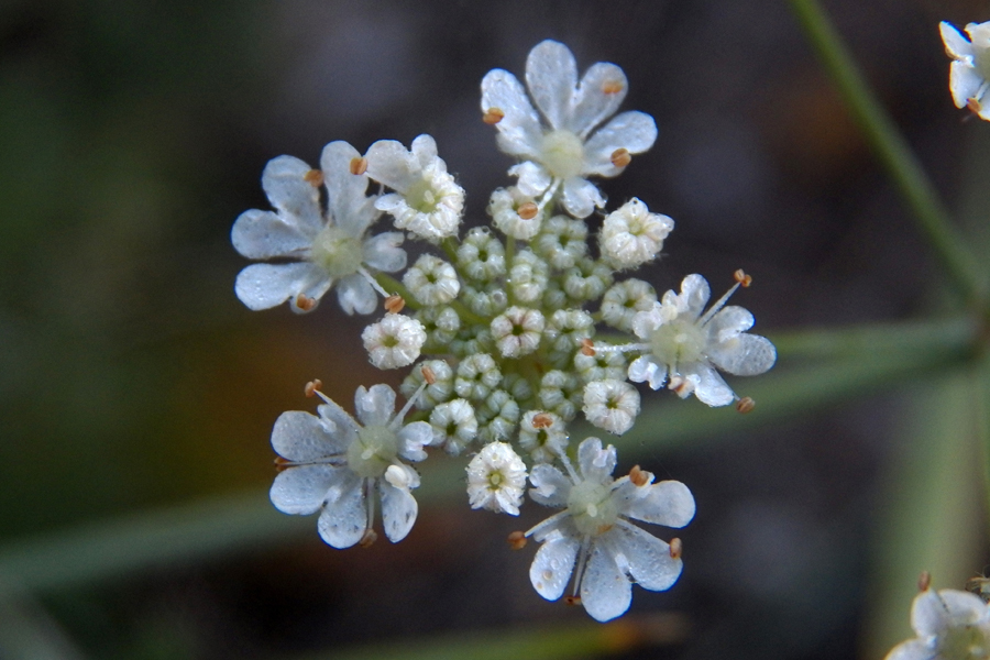 Изображение особи Astrodaucus littoralis.