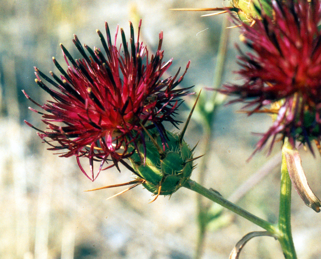 Image of Centaurea rubriflora specimen.