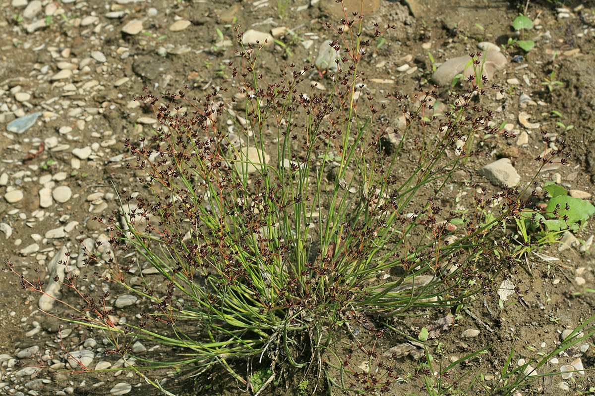 Image of Juncus turczaninowii specimen.