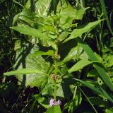 Mentha arvensis