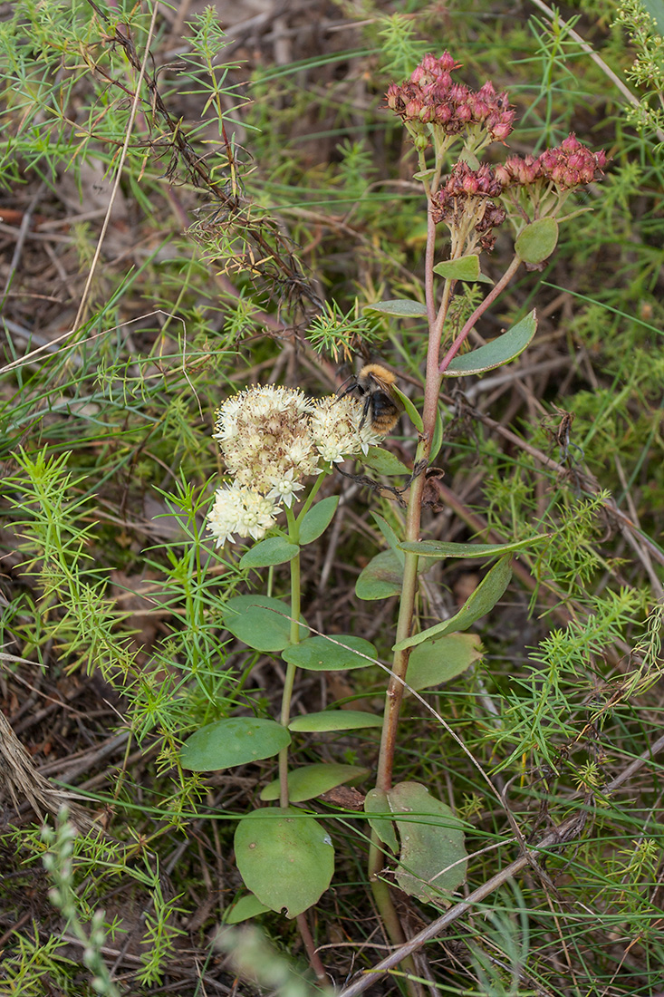 Image of Hylotelephium ruprechtii specimen.