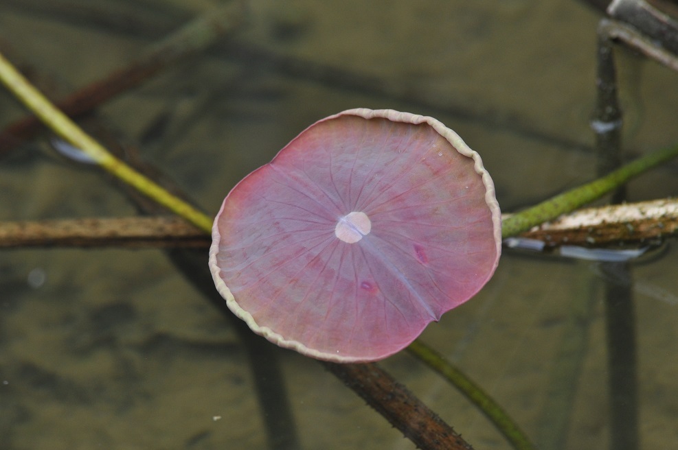 Image of Nelumbo nucifera specimen.