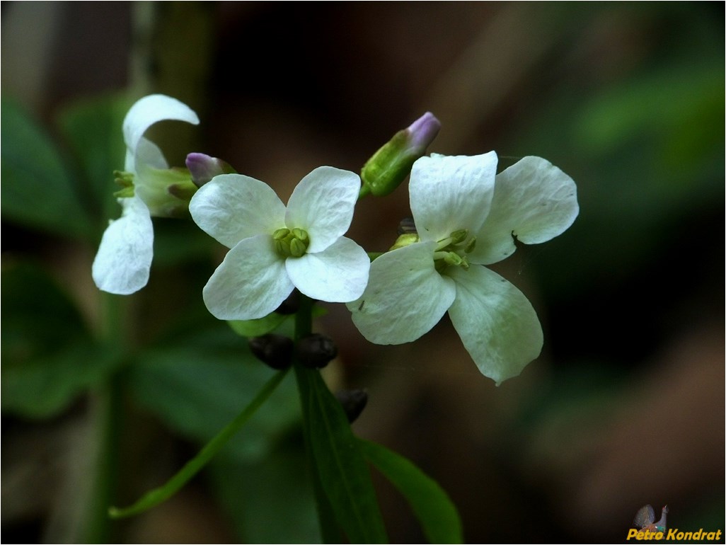 Image of Cardamine bulbifera specimen.