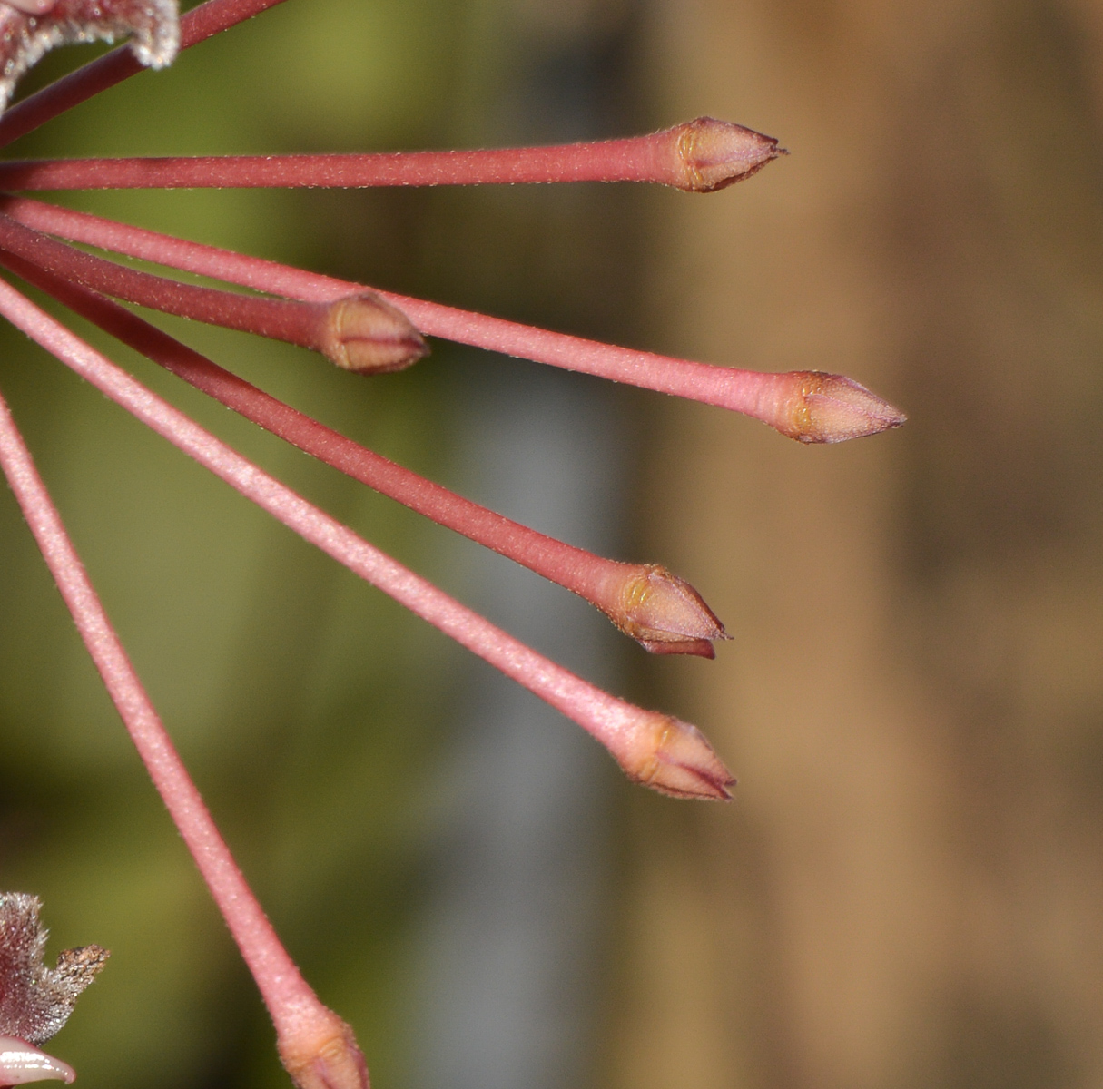 Image of Hoya carnosa specimen.