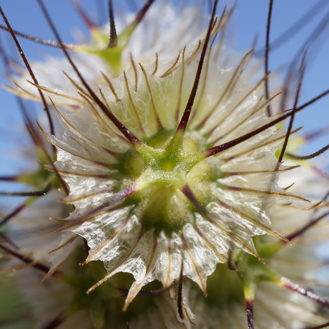 Image of Lomelosia divaricata specimen.